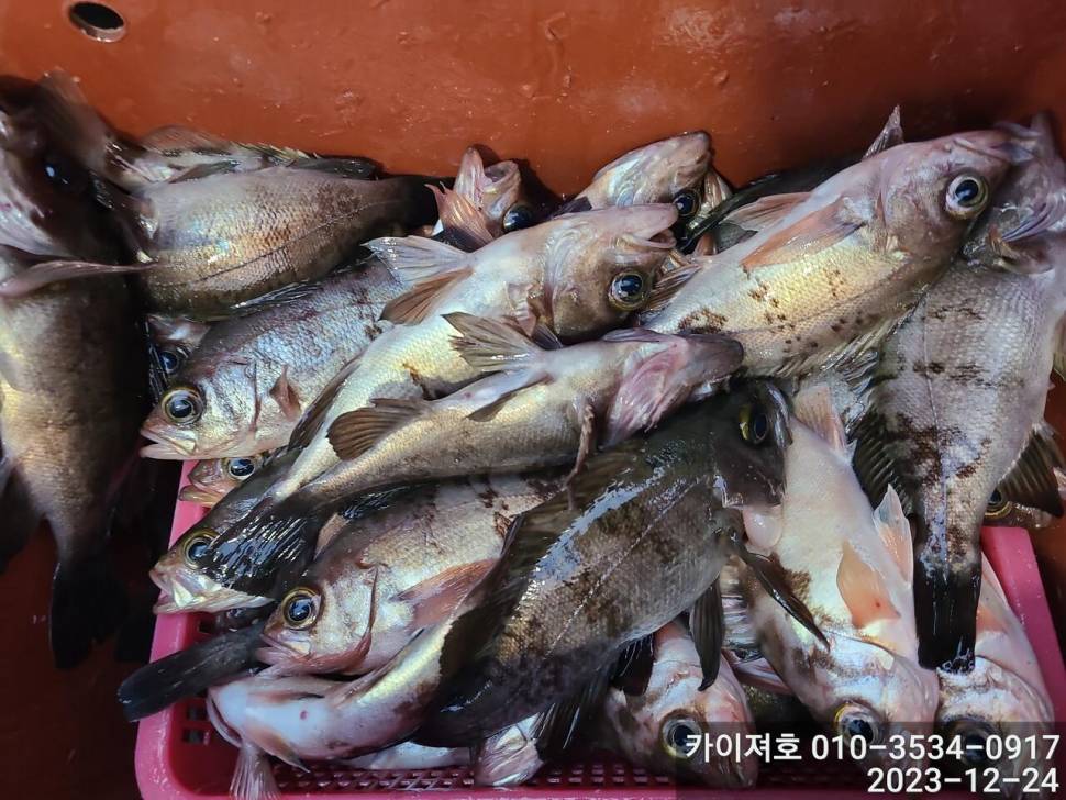 24일오전이야 이건 뭐 (조황조행기 - 바다선상조황)