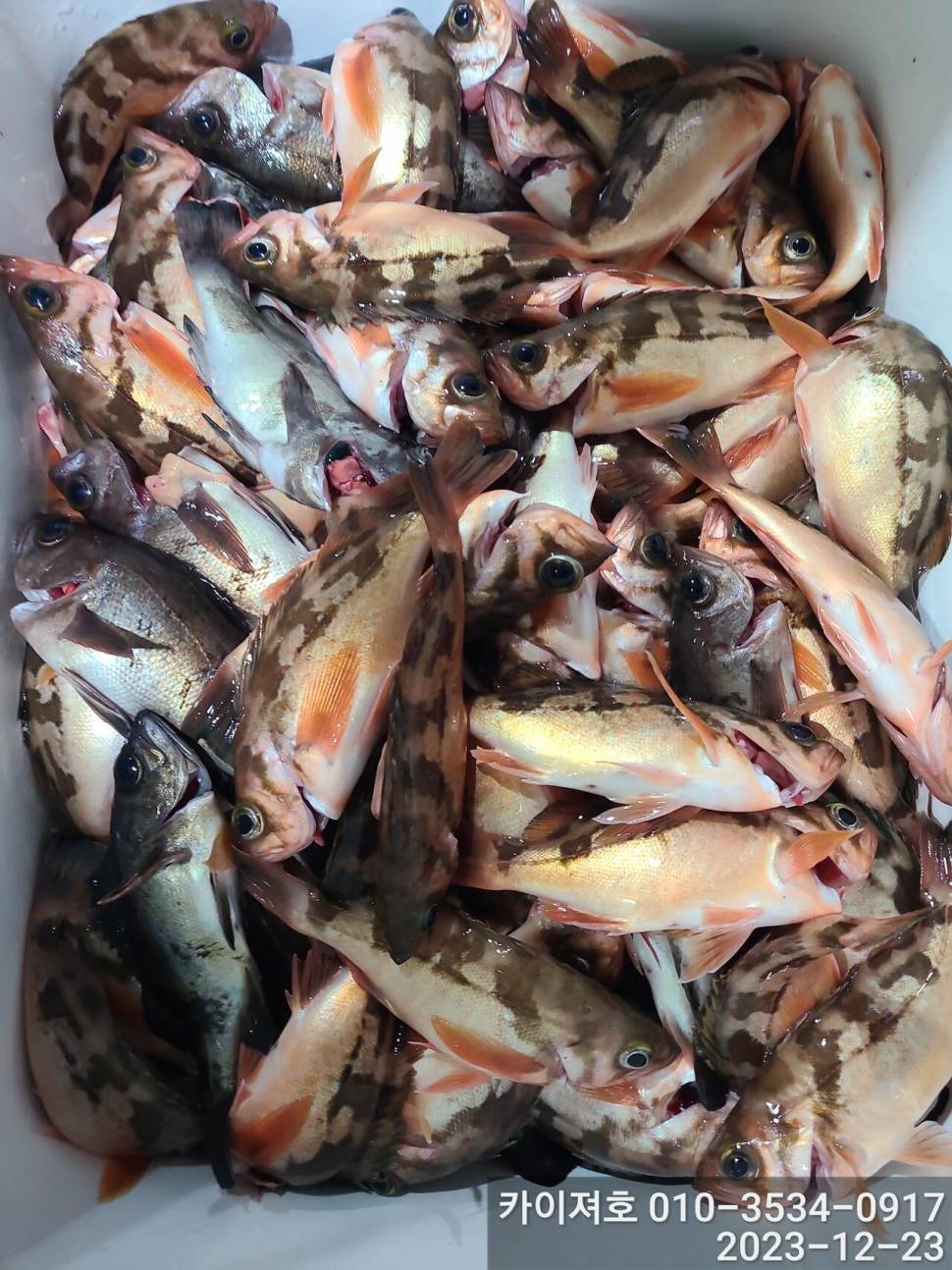 23일 오후 줄줄이 열기 볼락 타작 (조황조행기 - 바다선상조황)