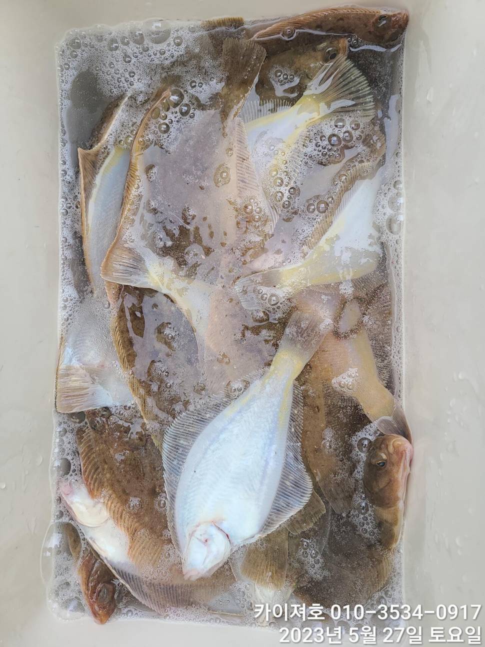 27일오전 대폭팔 듬뿍 담아았습니다 (조황조행기 - 바다선상조황)