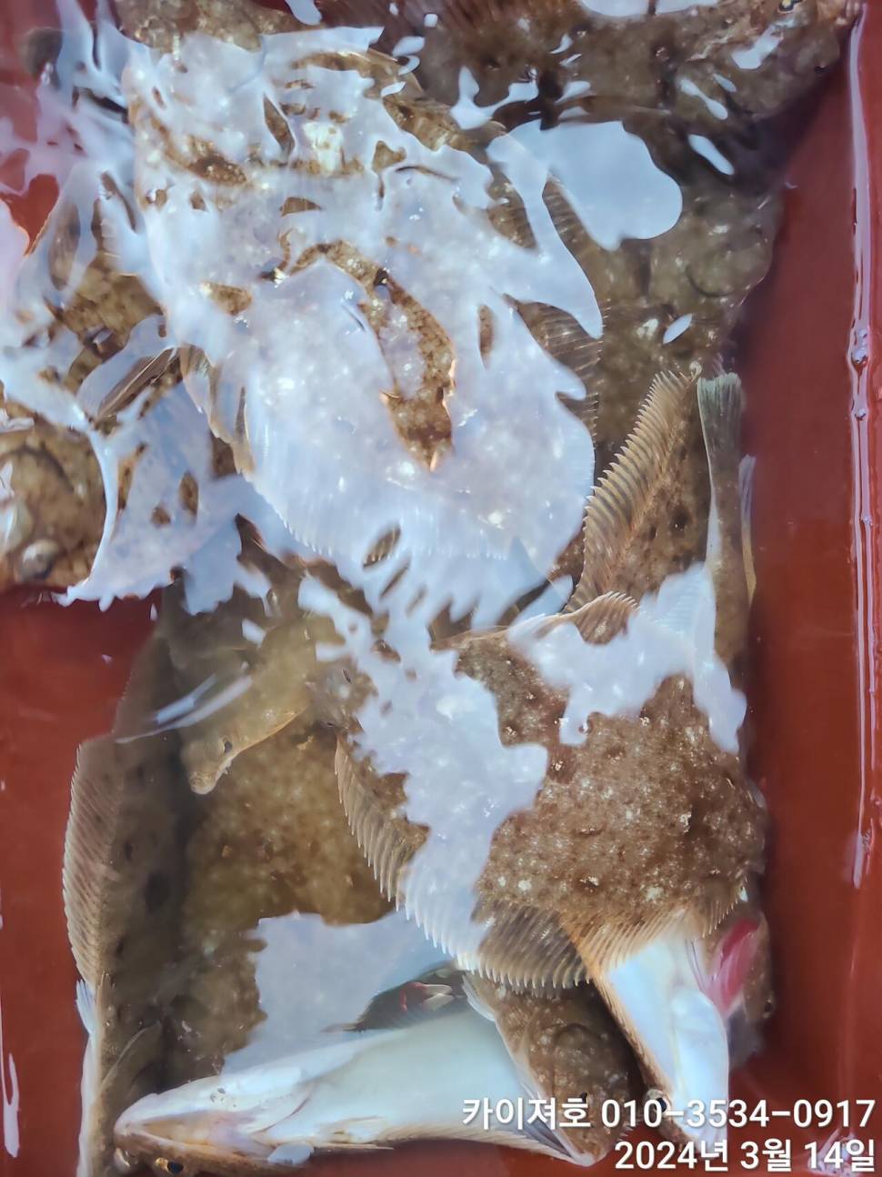 왕도다리참가자미가 풍년 입니다 (조황조행기 - 바다선상조황)
