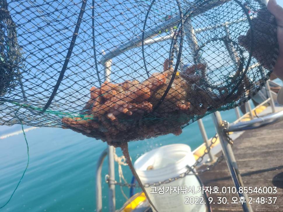 돌문어 금요일 묵직합니다 (조황조행기 - 바다선상조황)