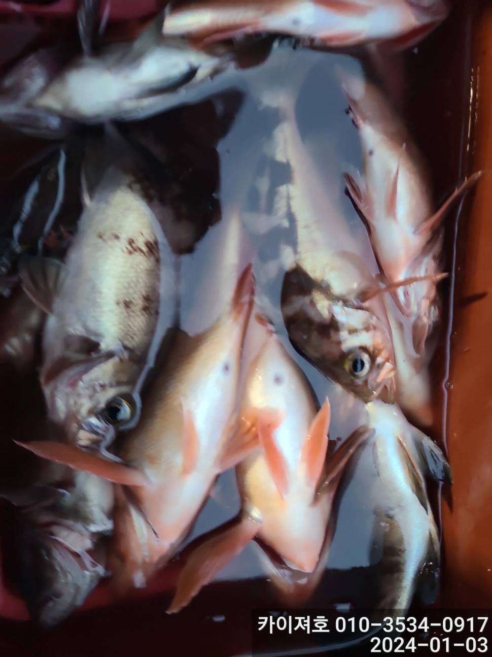 3일오전 완전 쓸어 담았네 왕볼락 볼락 열기 (조황조행기 - 바다선상조황)