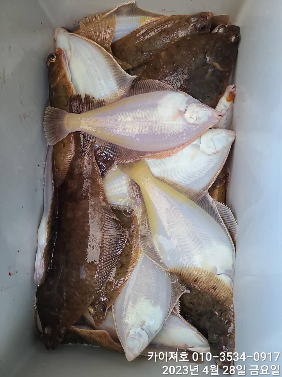 28일오늘도 쓸어담다씨알도굿 (조황조행기 - 바다선상조황)