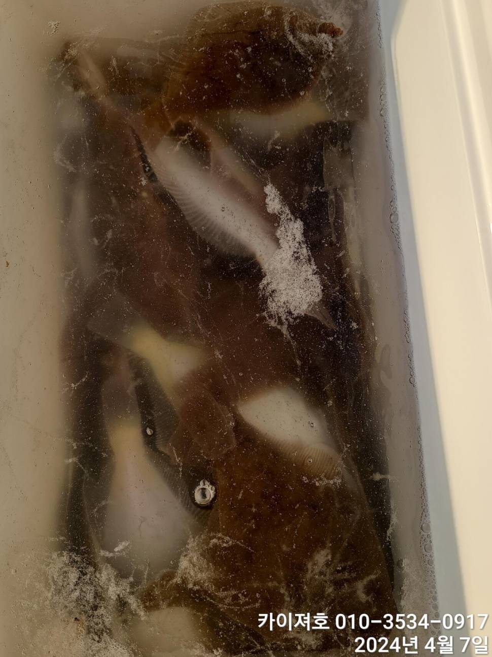 7일 오전 오후마릿수 씨알 대 폭팔 (조황조행기 - 바다선상조황)