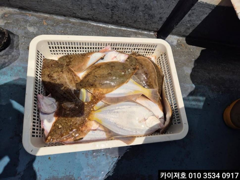 19일 도다리참가자미 조황 (조황조행기 - 바다선상조황)
