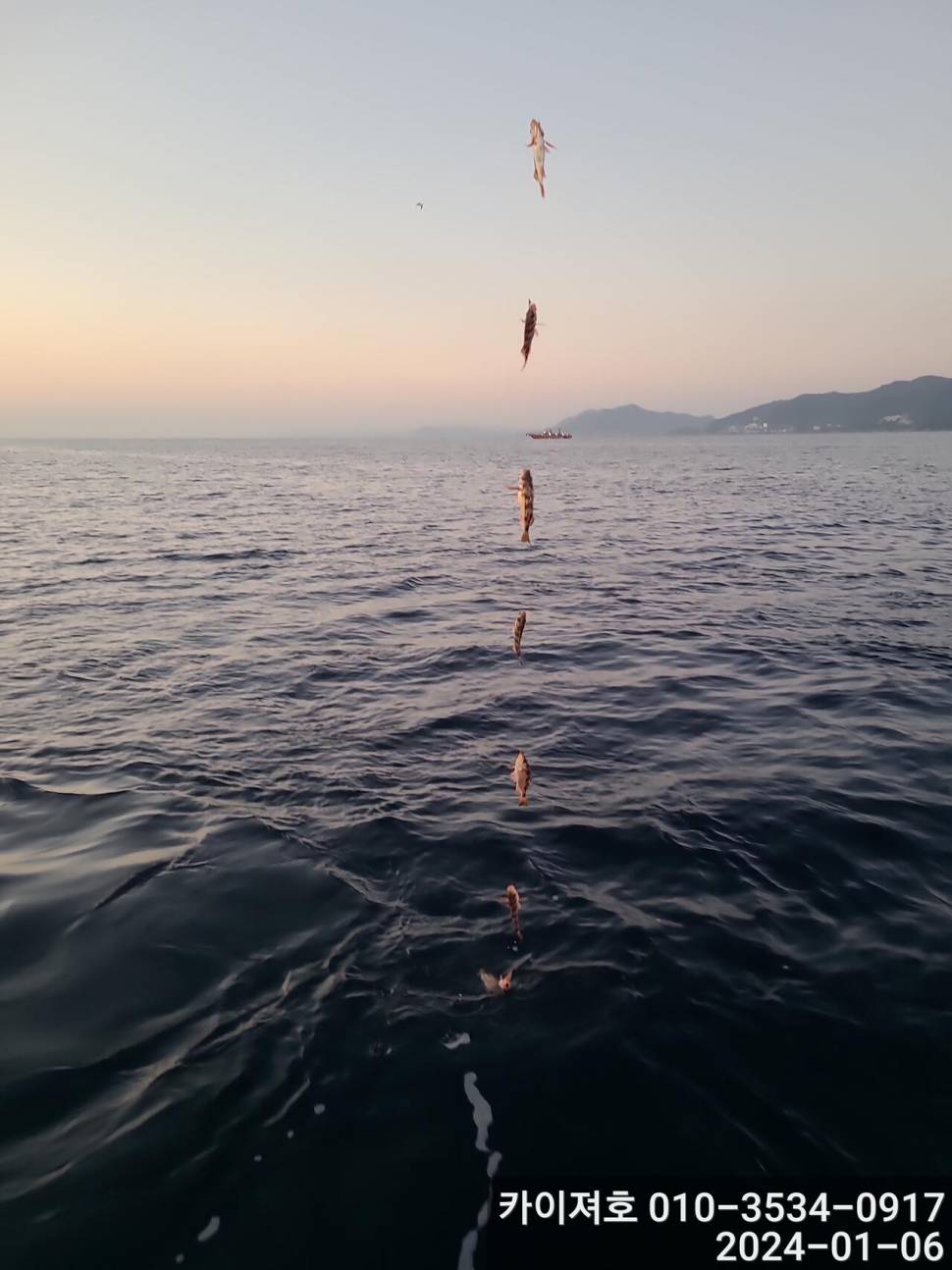 6일오전 볼락열기 줄줄이 두둑합니다 (조황조행기 - 바다선상조황)
