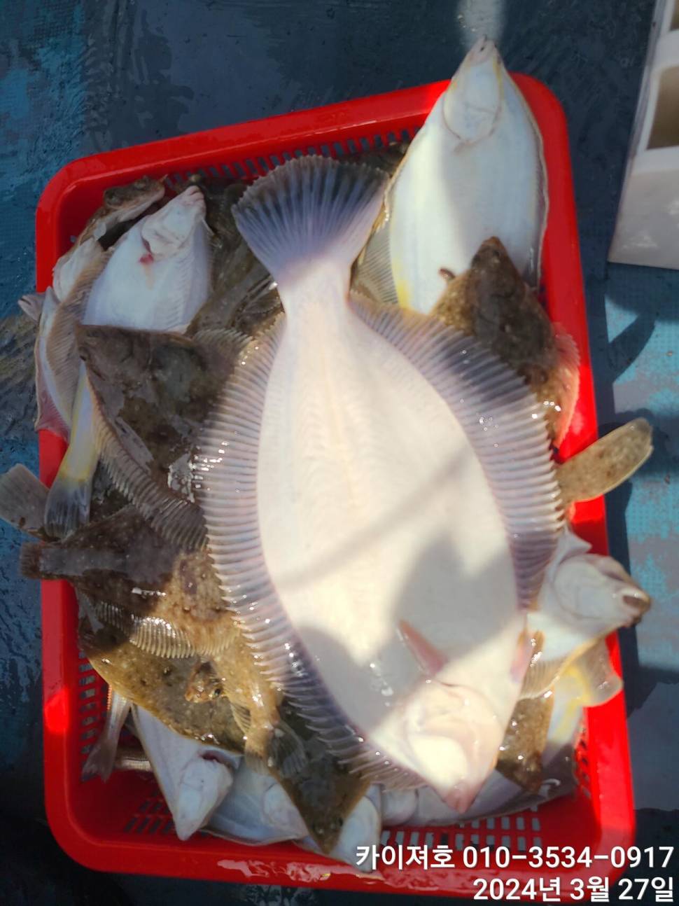 27일오늘도 대폭발 역시나 계속 되는 타작행진 (조황조행기 - 바다선상조황)