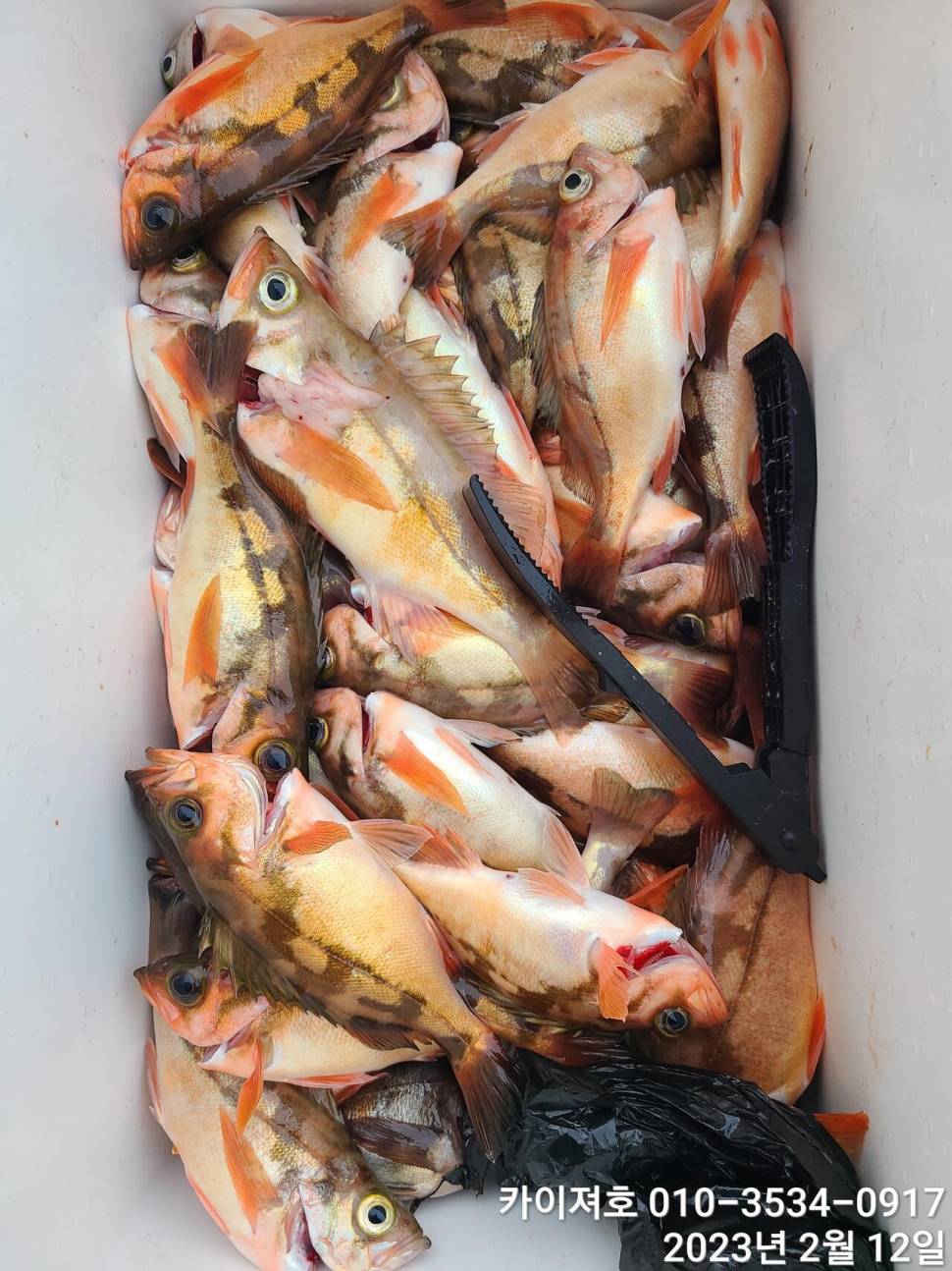 12일오전 왕열기 넉넉히 담아 입항 다음예약일은 목요일 (조황조행기 - 바다선상조황)