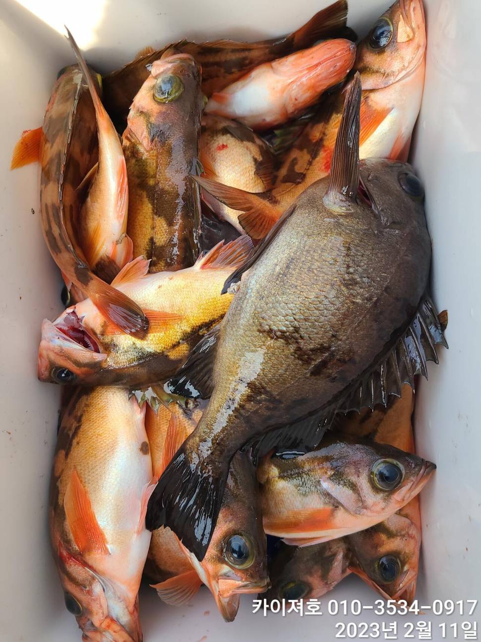 11일오전 왕우럭 왕열기 볼락 마무리 (조황조행기 - 바다선상조황)