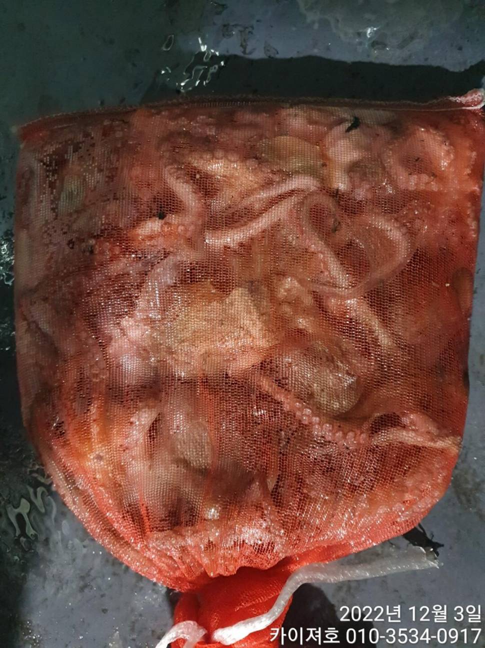 2일밤 돌문어 조황 (조황조행기 - 바다선상조황)