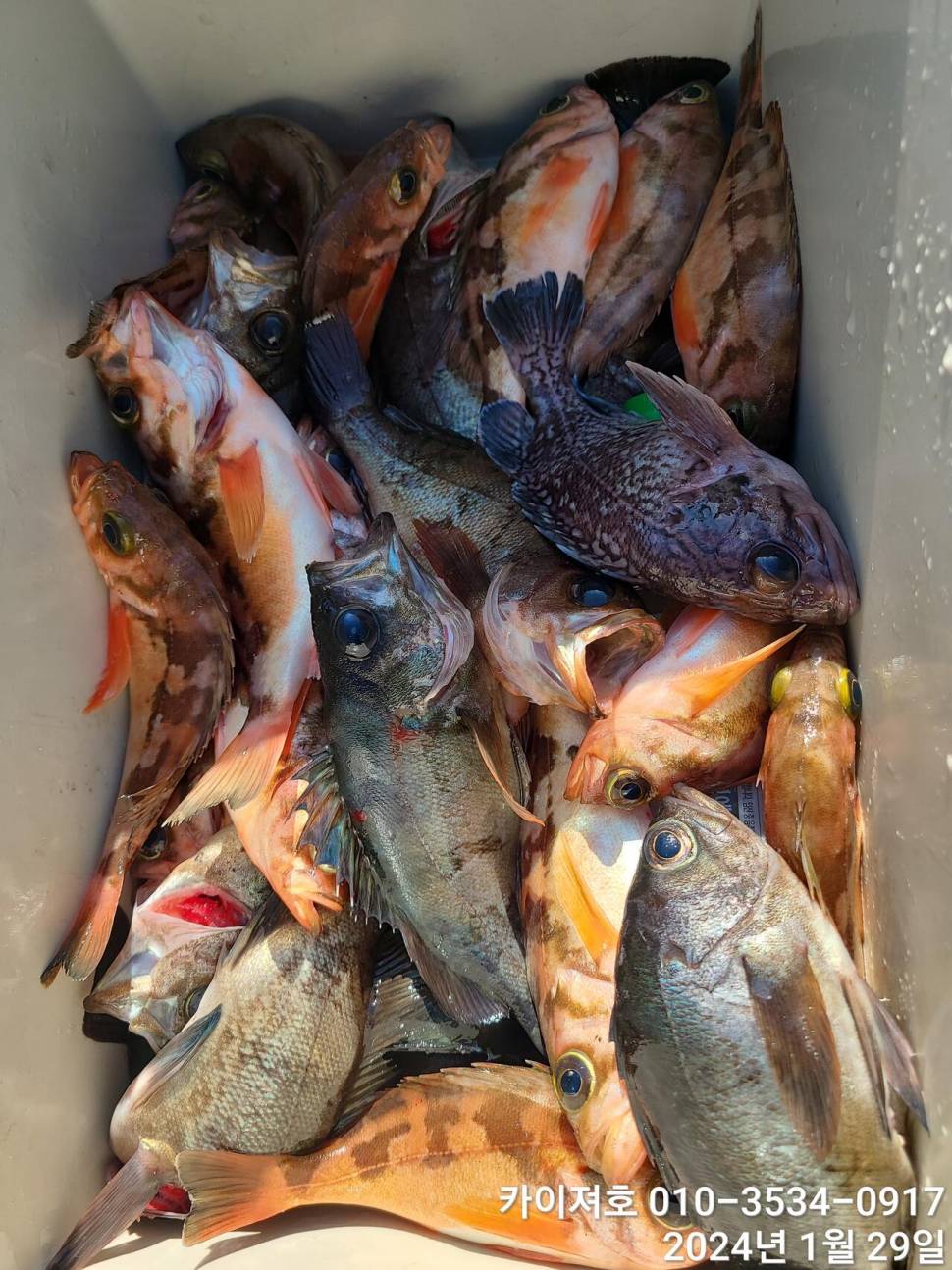 29일오전 볼락 열기 쿨러가 두둑 합니다 (조황조행기 - 바다선상조황)