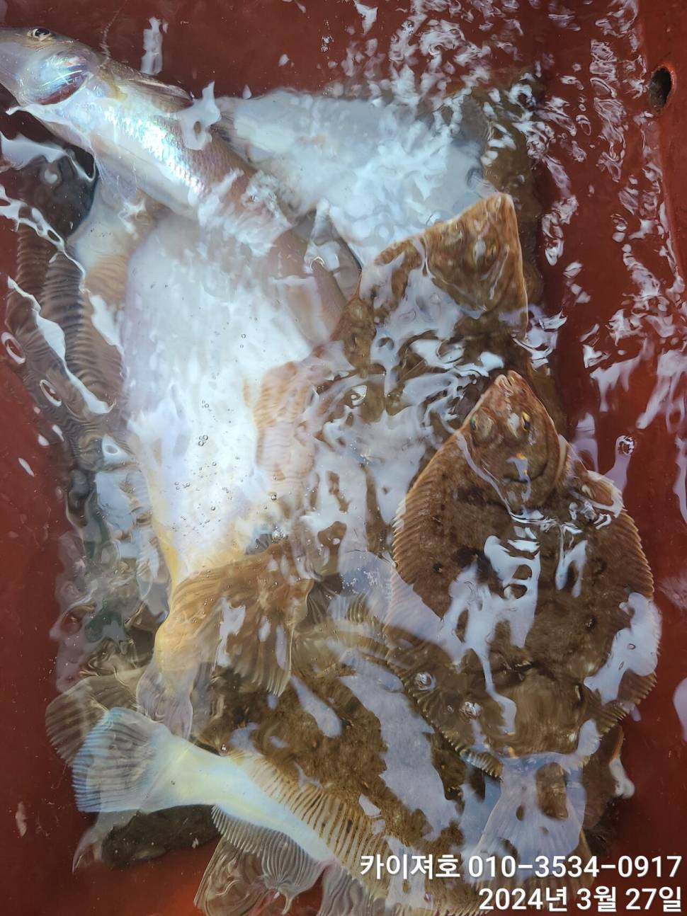 27일오늘도 대폭발 역시나 계속 되는 타작행진 (조황조행기 - 바다선상조황)