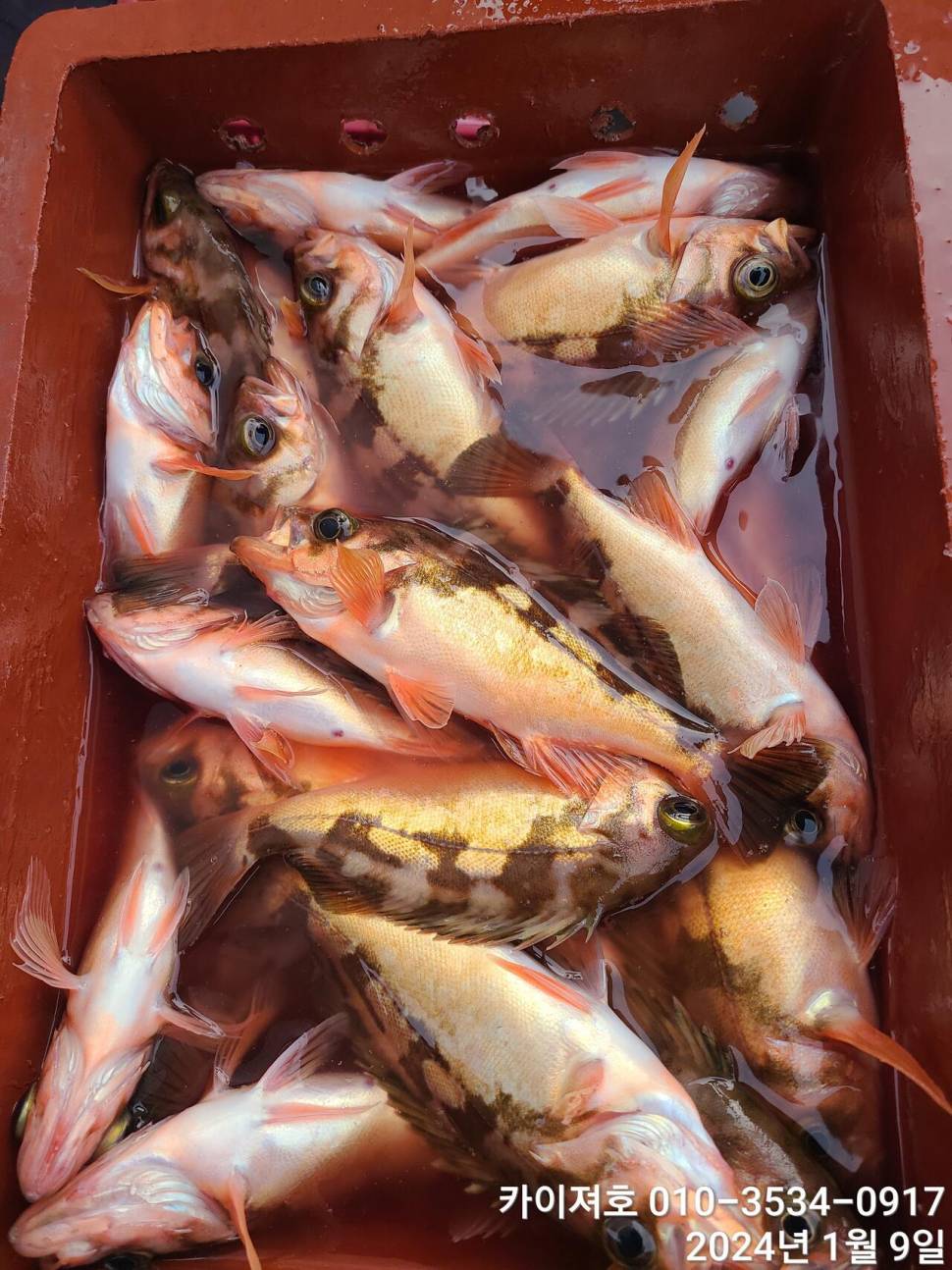 9일볼락열기 마릿수 폭팔 씨알 좋고 (조황조행기 - 바다선상조황)