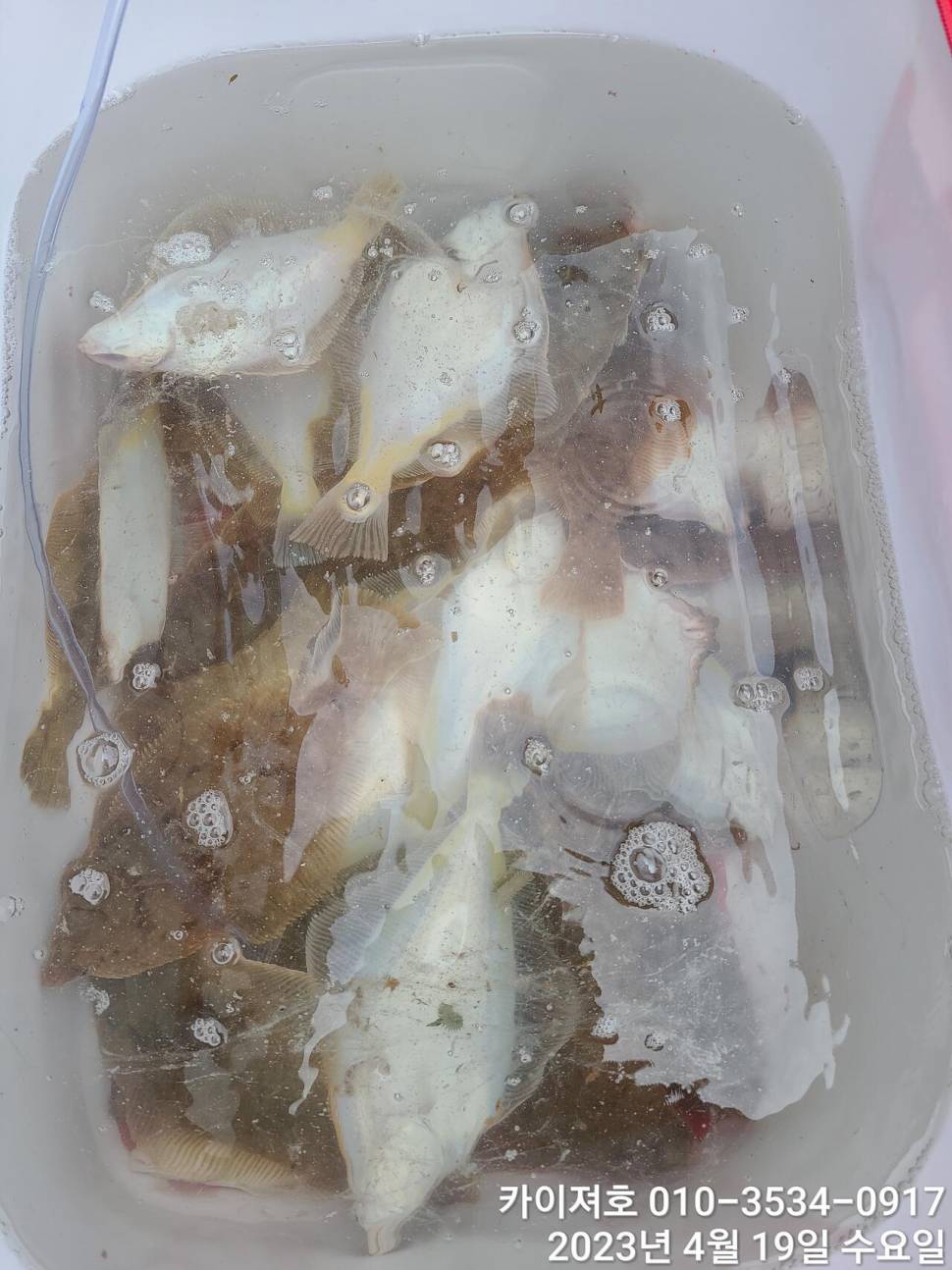 19일 오전 역시 퍼담고 왔습니다 (조황조행기 - 바다선상조황)