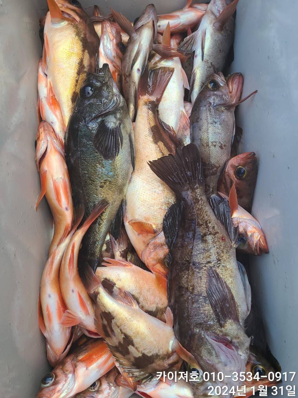 오늘도 볼락열기 만만세 타작 (조황조행기 - 바다선상조황)