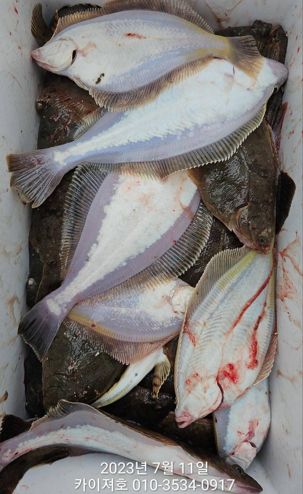 11일오전 타작 보너스도 있네요ㅎ (조황조행기 - 바다선상조황)