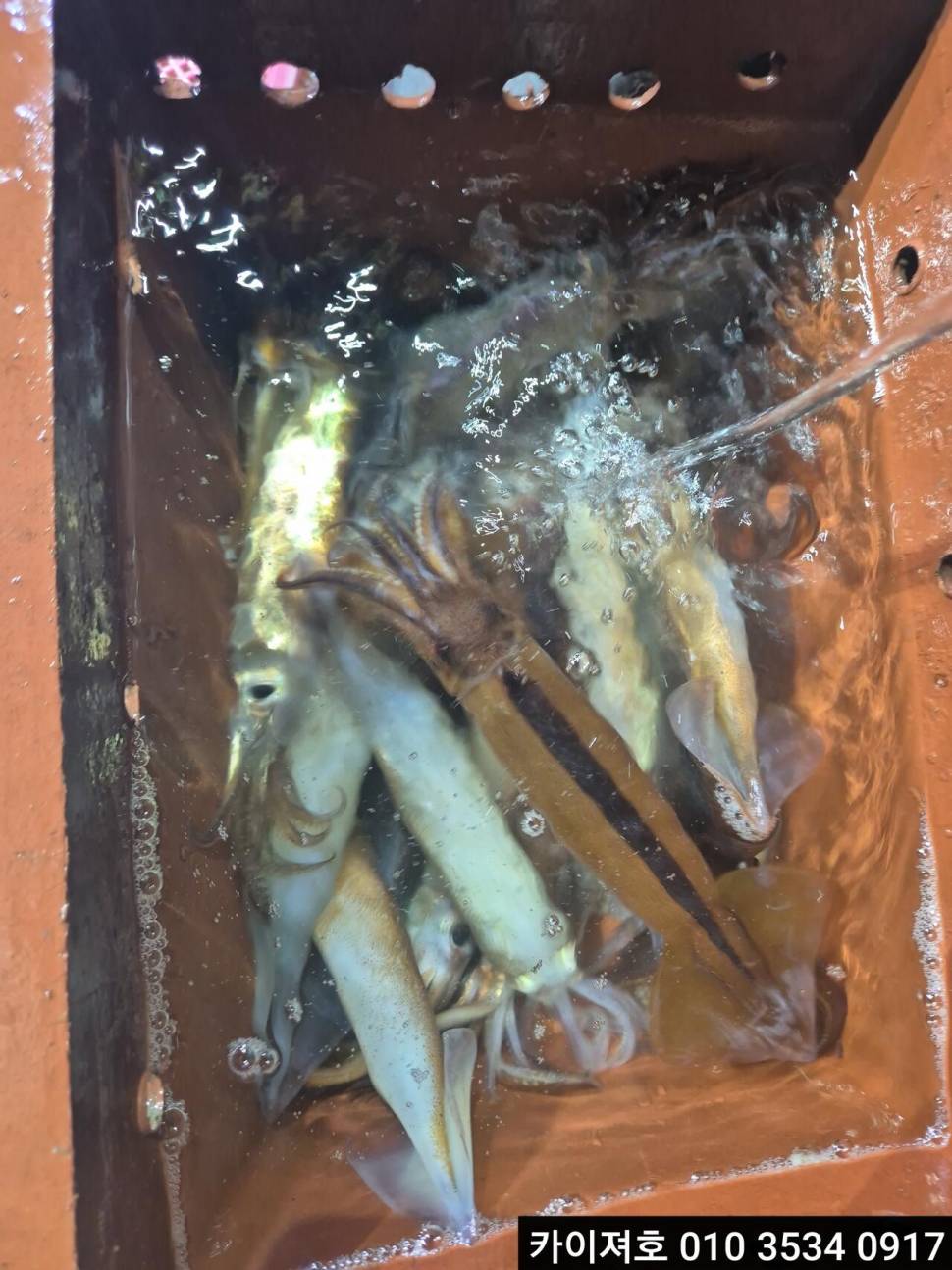 22일오징어 조황 (조황조행기 - 바다선상조황)