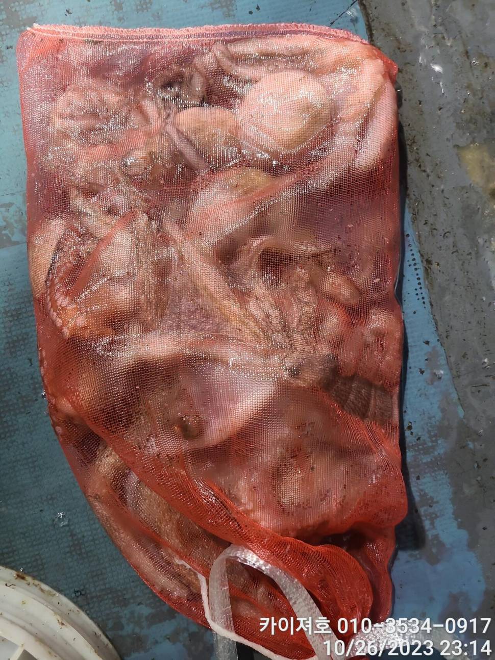 26일포항 돌문어 마릿수도 씨알도 굿 (조황조행기 - 바다선상조황)