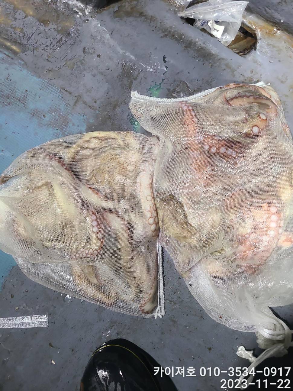 22일카이져호 야간 돌문어 오늘도 굿 (조황조행기 - 바다선상조황)