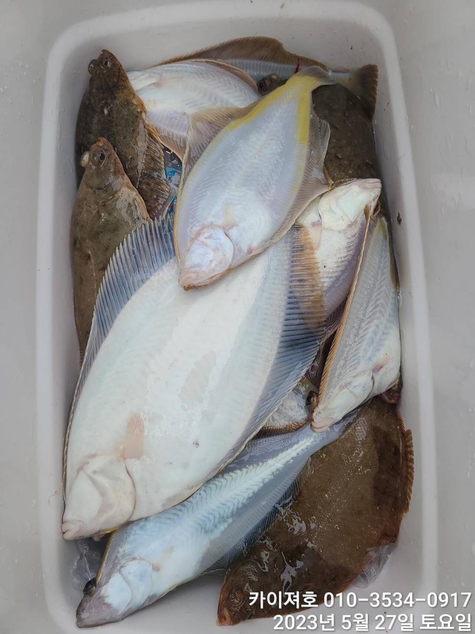 27일오전 대폭팔 듬뿍 담아았습니다 (조황조행기 - 바다선상조황)