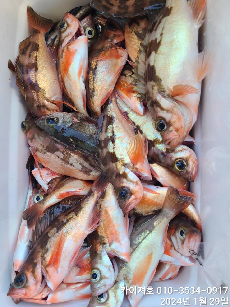 29일오전 볼락 열기 쿨러가 두둑 합니다 (조황조행기 - 바다선상조황)