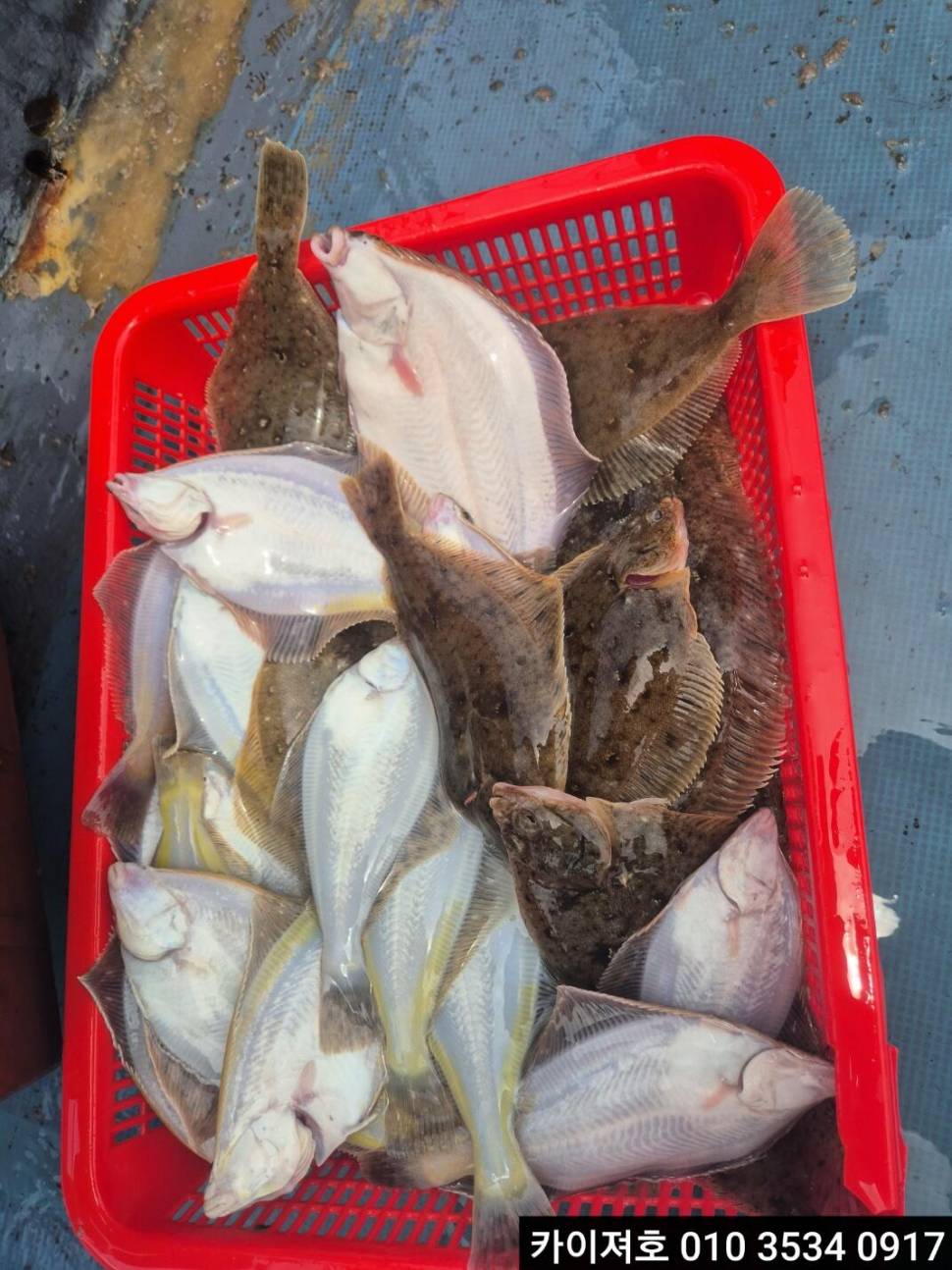6일 도다리참가자미 조황 (조황조행기 - 바다선상조황)