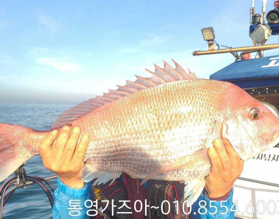 참돔 출조합니다 (조황조행기 - 바다선상조황)