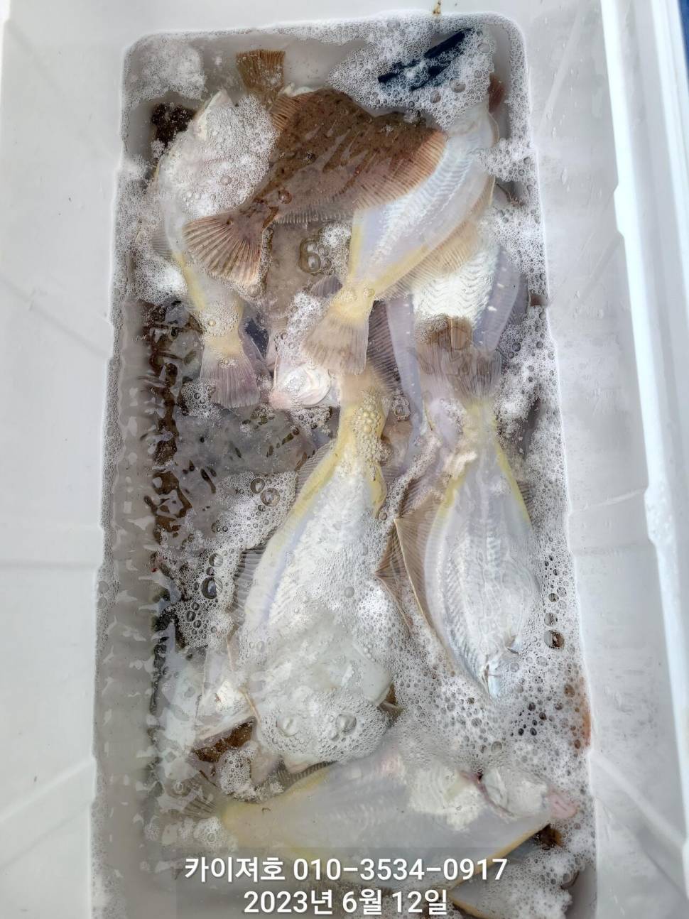 12일오전 울렁울렁 도다리가자미도 멀미ㅋ (조황조행기 - 바다선상조황)