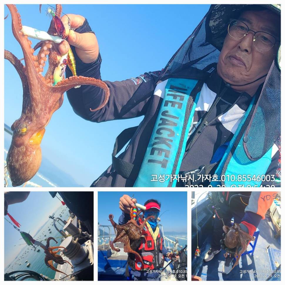 돌문어 무겁다 무거워 (조황조행기 - 바다선상조황)