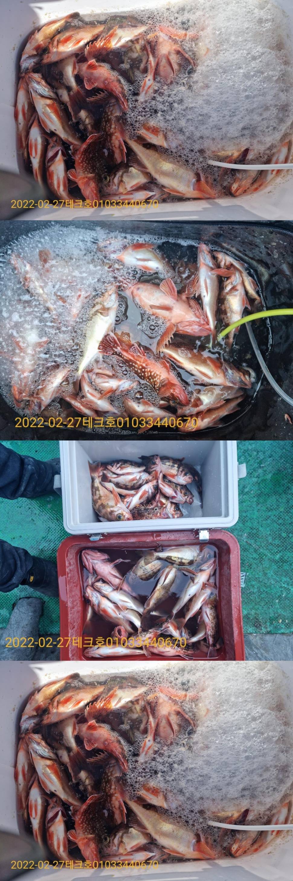 일욜큰열기가 가득 (조황조행기 - 바다선상조황)