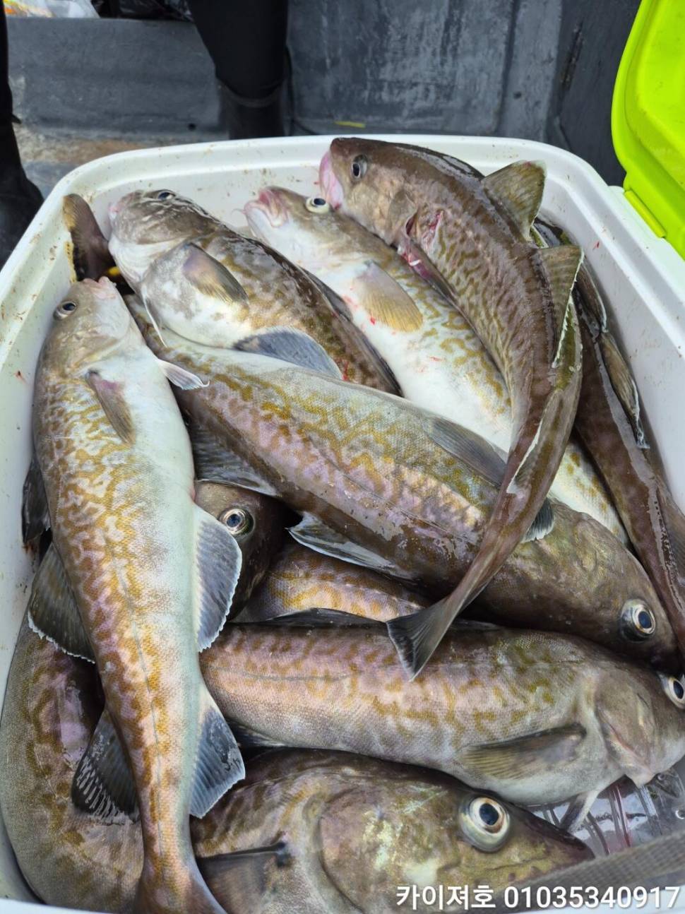 11일대구 대폭팔 타작 (조황조행기 - 바다선상조황)
