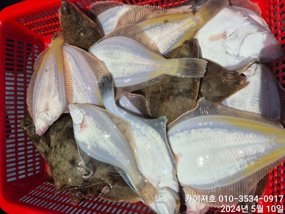 10일왕도다리참가자미 많이 잡았어요 (조황조행기 - 바다선상조황)