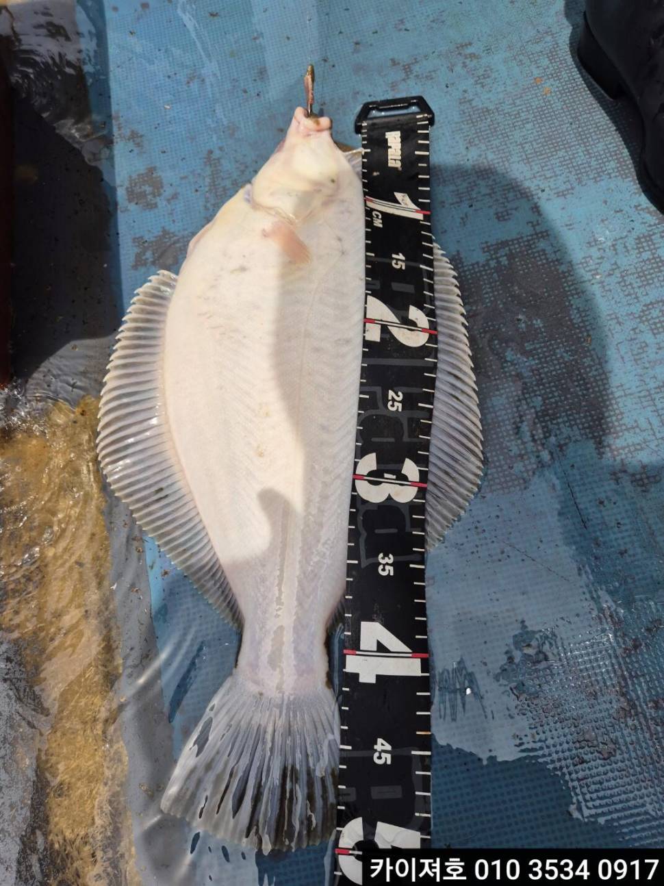 도다리 참가자미 화 08시 자리 널널 합니다 (조황조행기 - 바다선상조황)