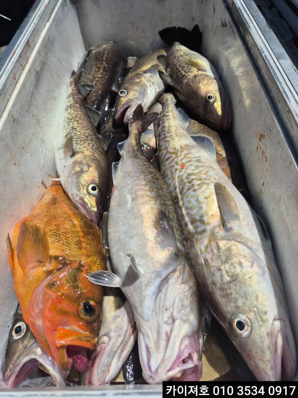 30일 왕대구 오늘도 만쿠르 (조황조행기 - 바다선상조황)