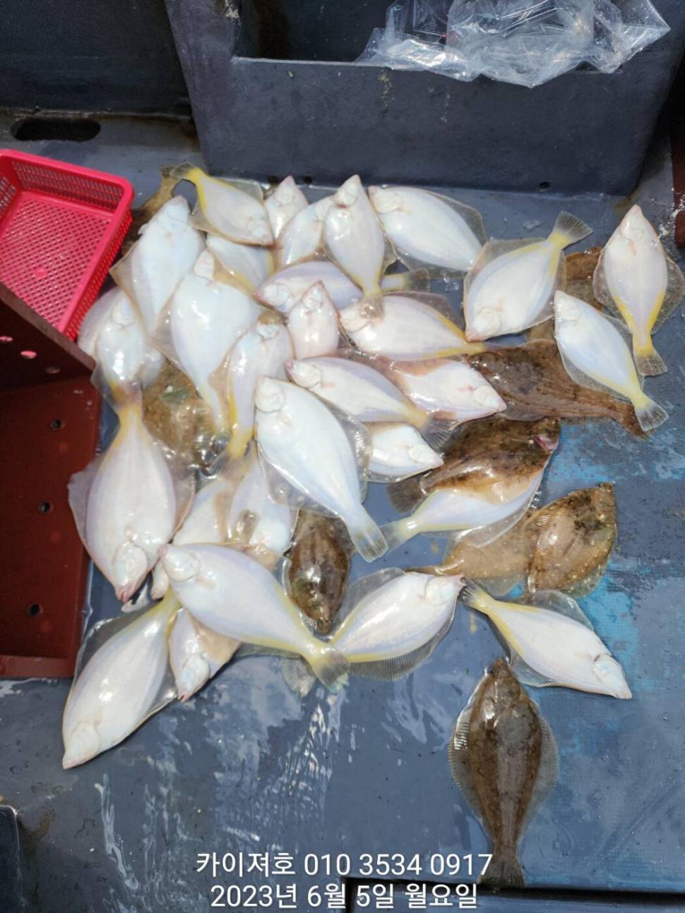 5일 아따 대단해요ㅎ (조황조행기 - 바다선상조황)