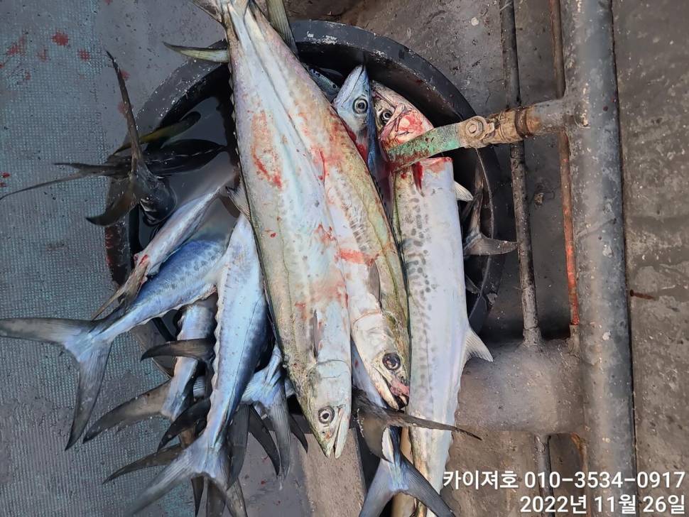 막잡아 방어삼치알튜나 오후 여유자리 (조황조행기 - 바다선상조황)