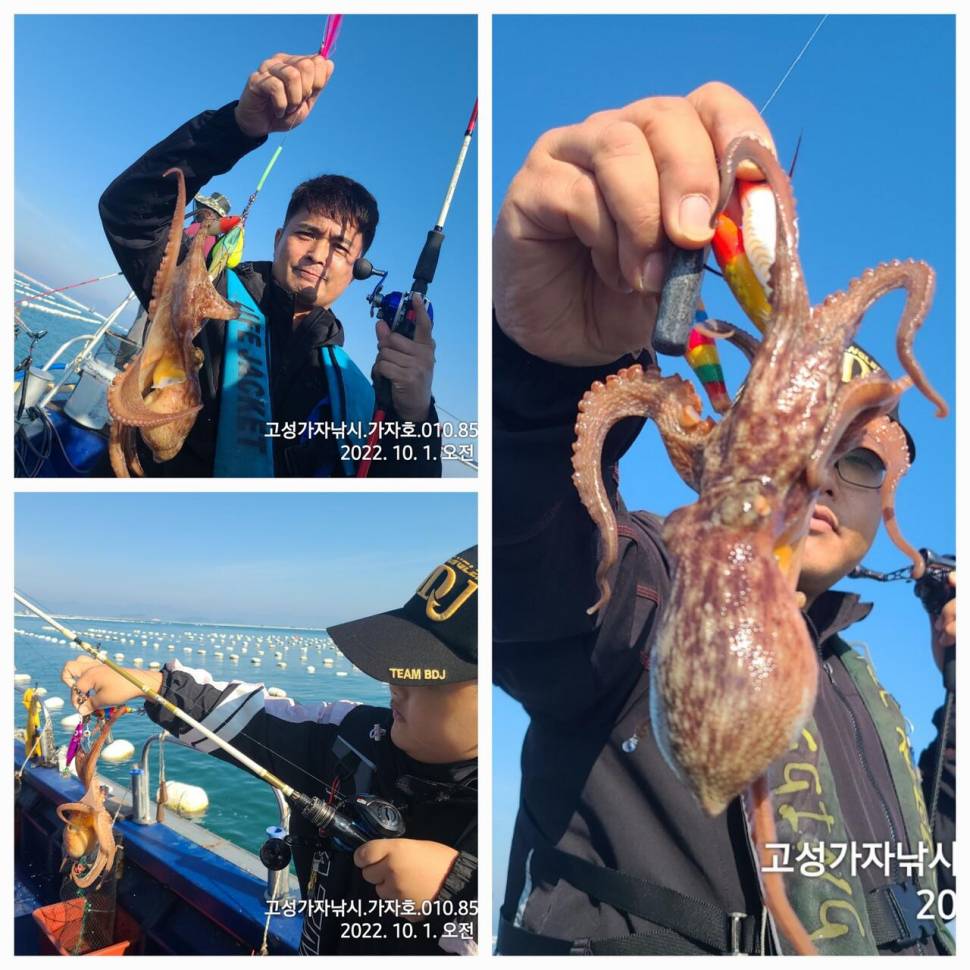 돌문어 가득가득 (조황조행기 - 바다선상조황)