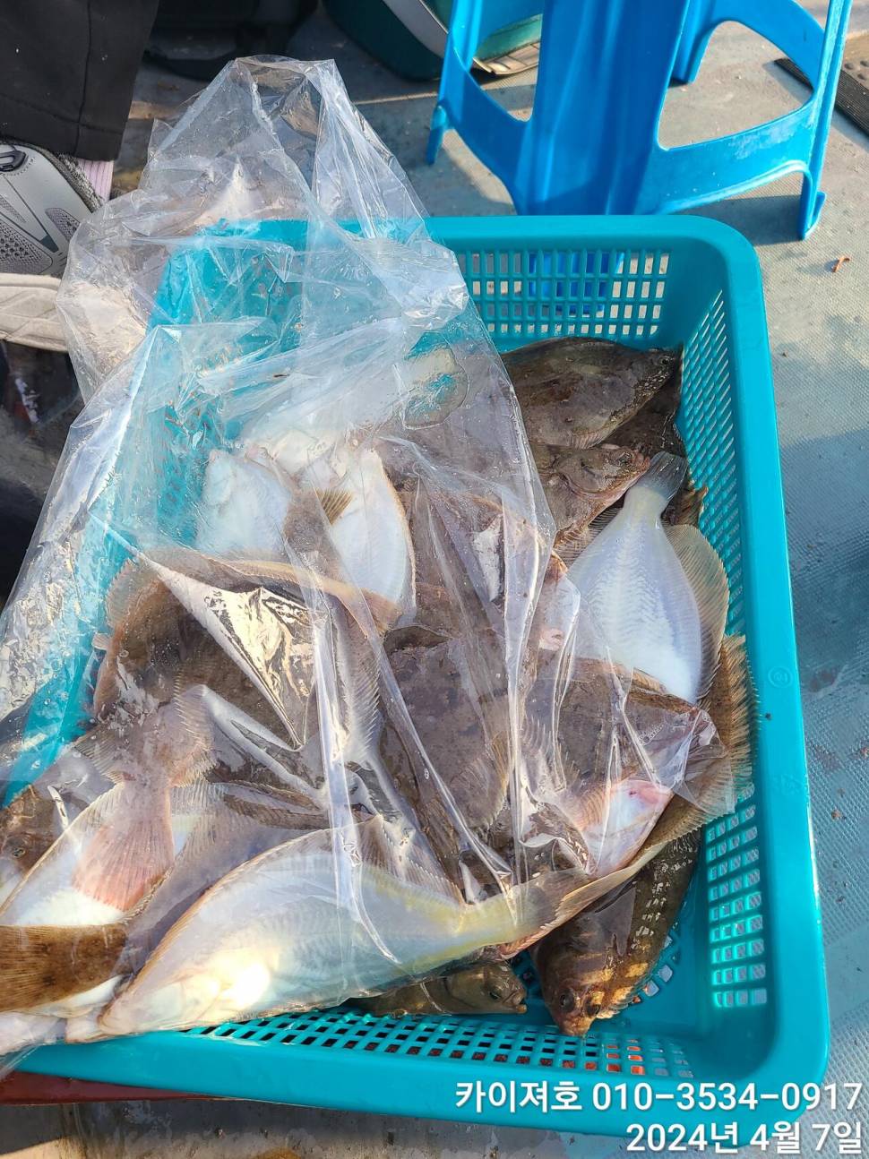 7일 오전 오후마릿수 씨알 대 폭팔 (조황조행기 - 바다선상조황)