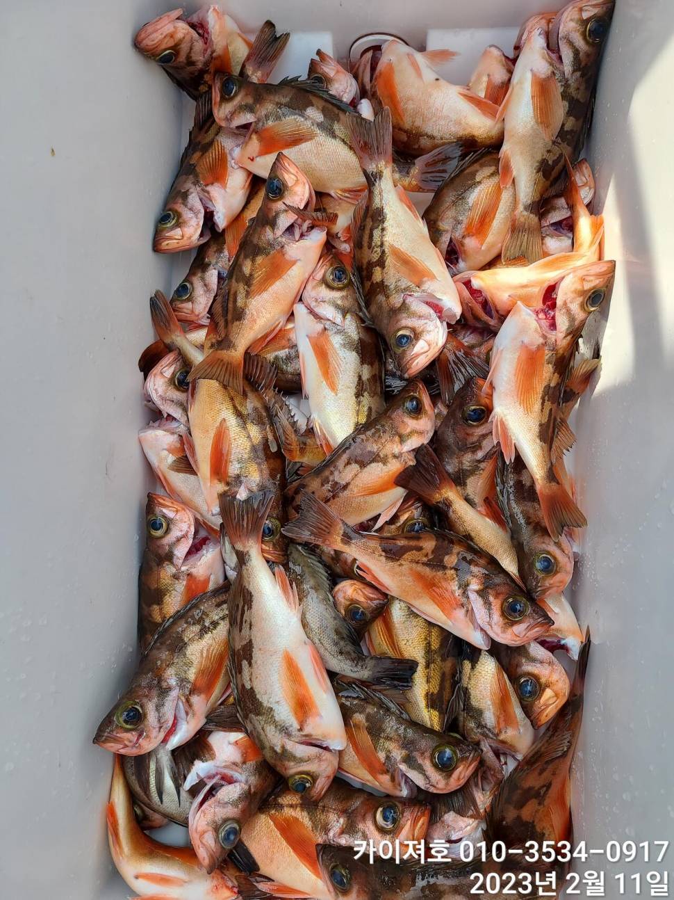 11일오전 왕우럭 왕열기 볼락 마무리 (조황조행기 - 바다선상조황)