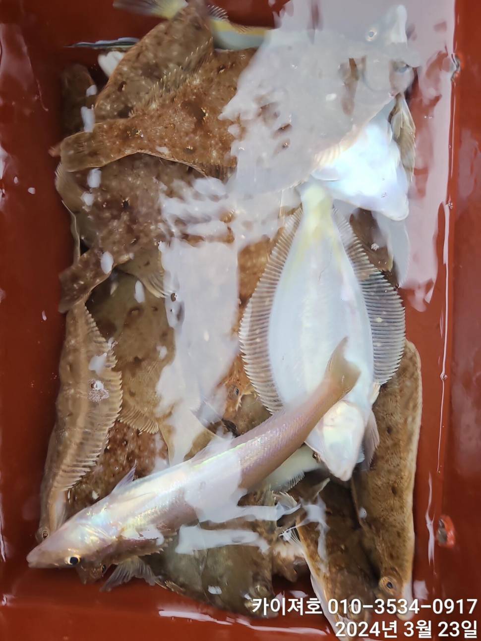 23일오후 대폭발 타작 (조황조행기 - 바다선상조황)