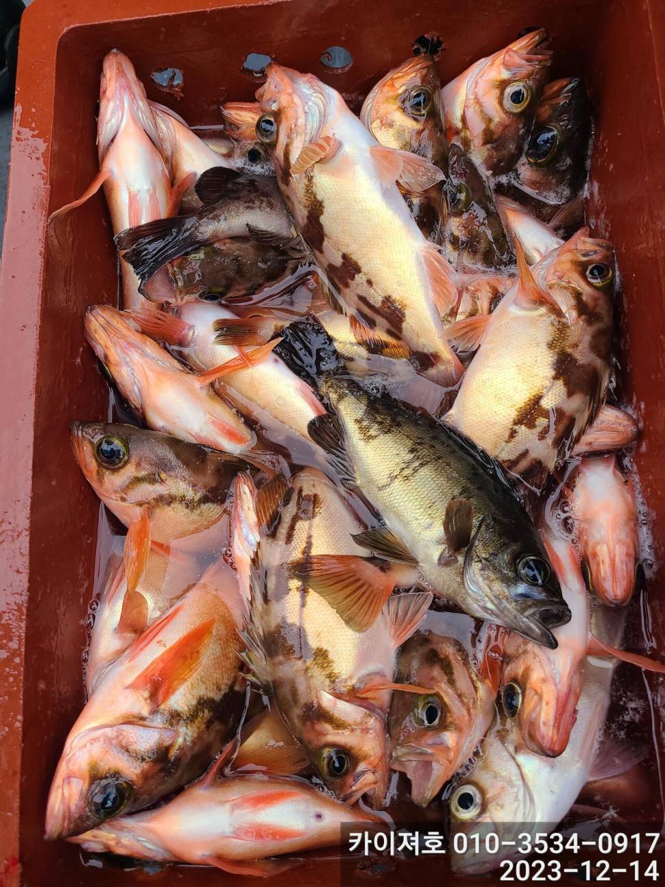 14일오전 줄줄아 볼락열기 꽃이 활짝 (조황조행기 - 바다선상조황)