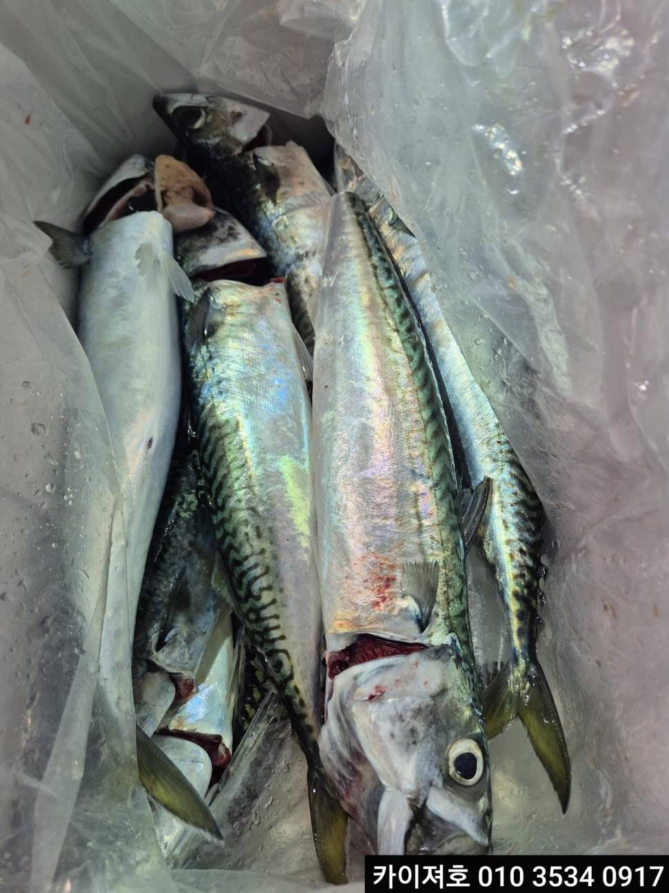 23일왕고등어 왕전갱이 조황 (조황조행기 - 바다선상조황)