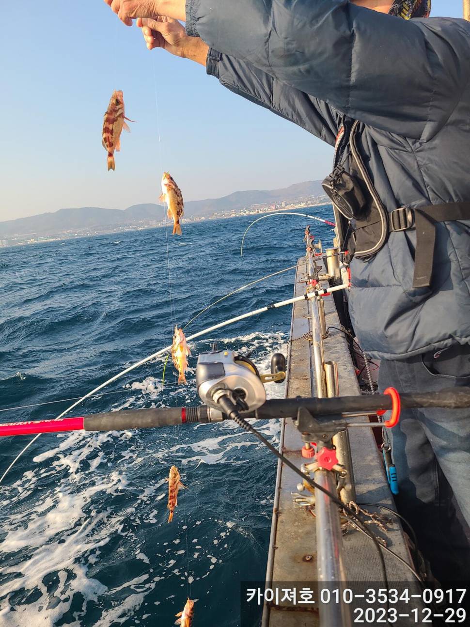 29일 오늘도 타작 엄버지기 볼락열기 (조황조행기 - 바다선상조황)