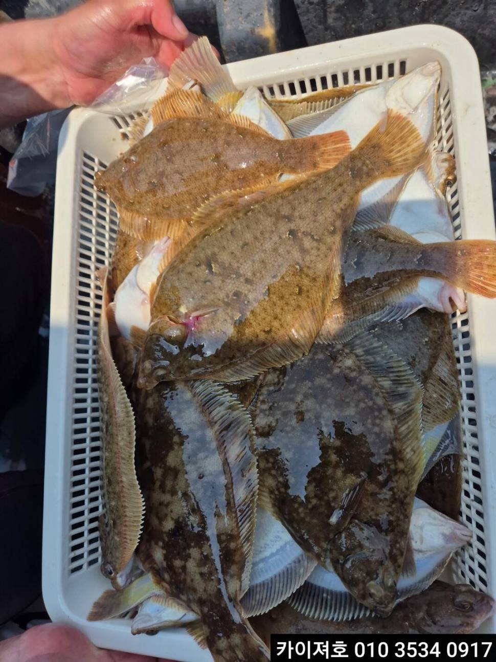 27일도다리 참가자미 조황 (조황조행기 - 바다선상조황)