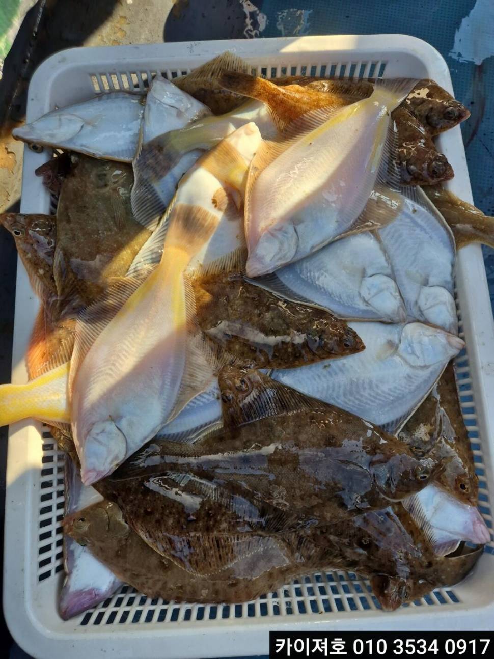 3일오후도 타작 (조황조행기 - 바다선상조황)