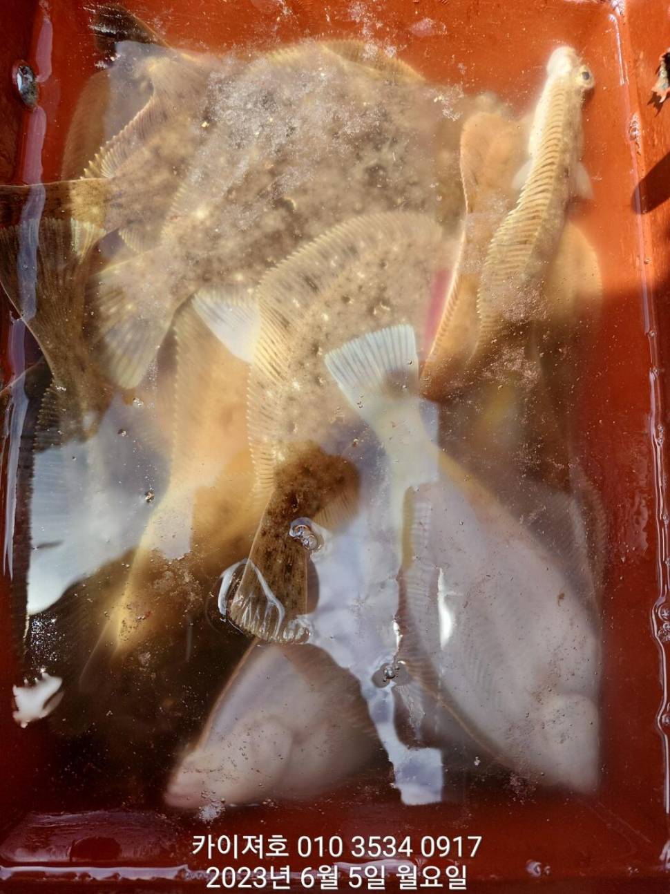 5일 아따 대단해요ㅎ (조황조행기 - 바다선상조황)