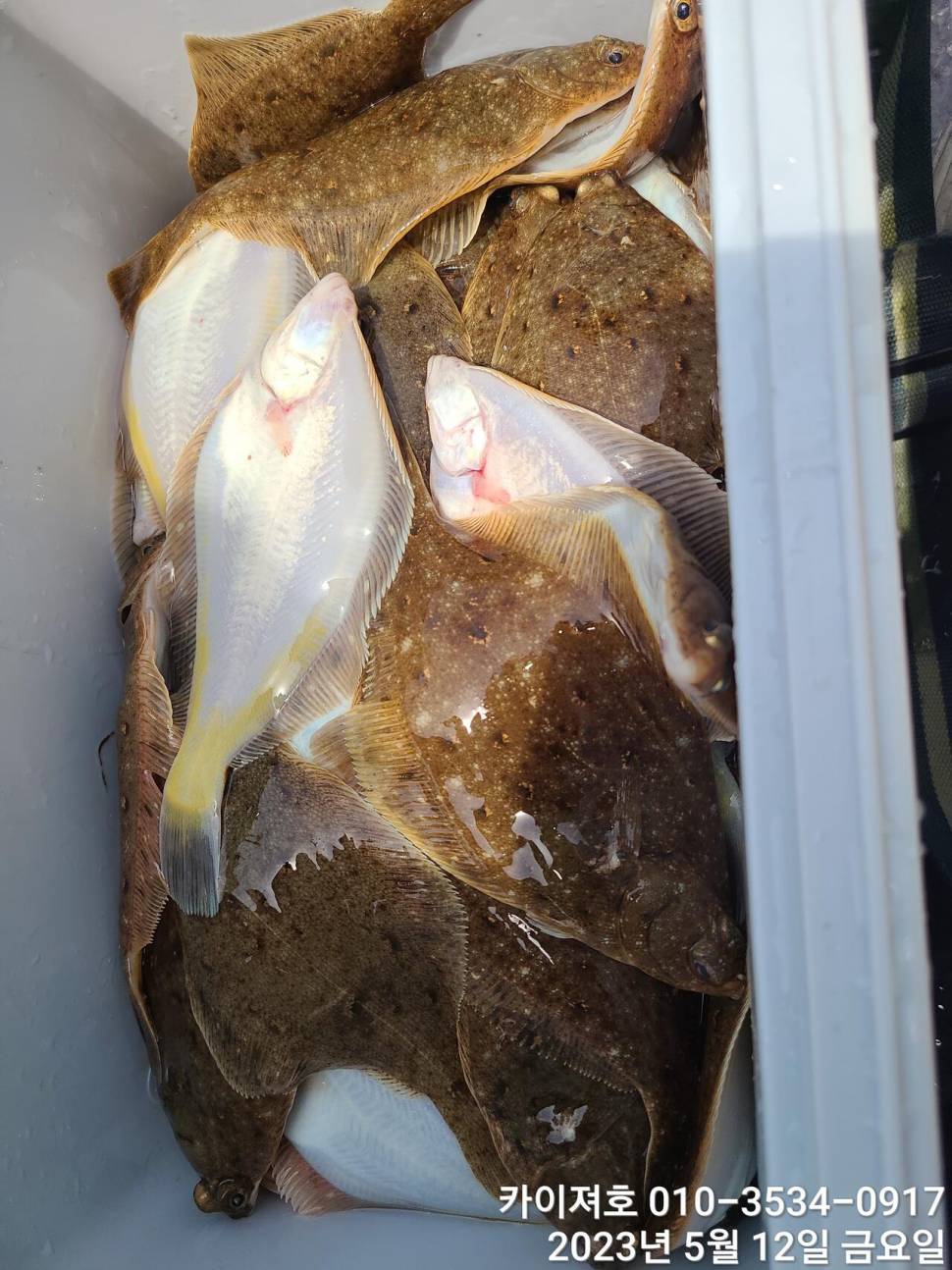 12일오늘도 마릿수 폭팔 두둑 합니다ㅎ (조황조행기 - 바다선상조황)