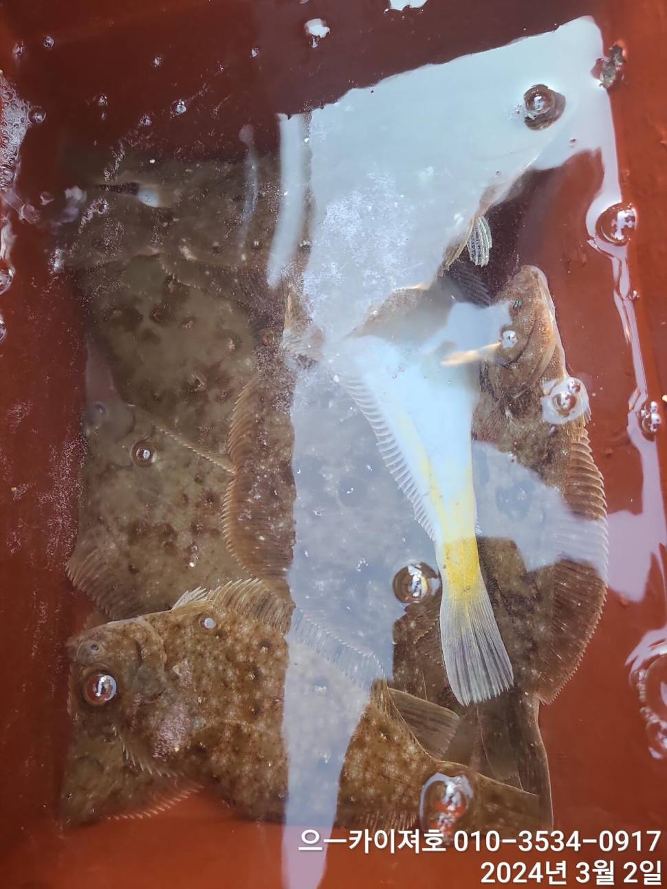 2일 오후 도다리참가자미 대박 입니다 (조황조행기 - 바다선상조황)