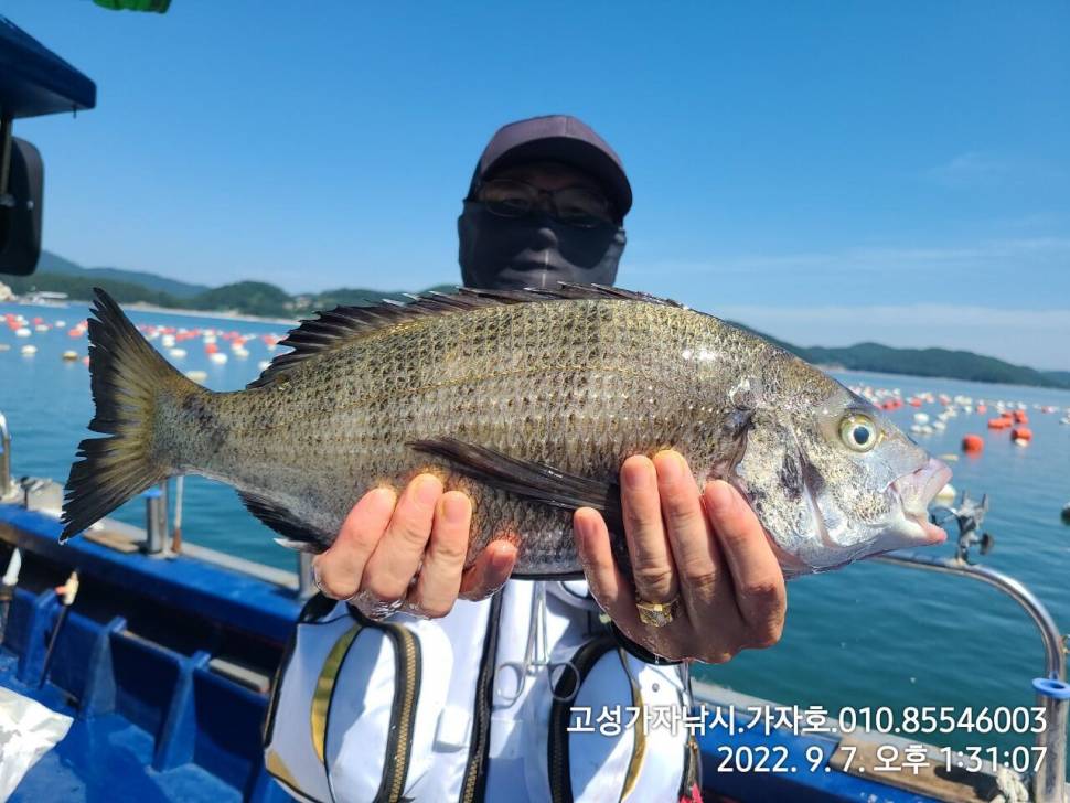 감성돔 조황 (조황조행기 - 바다선상조황)