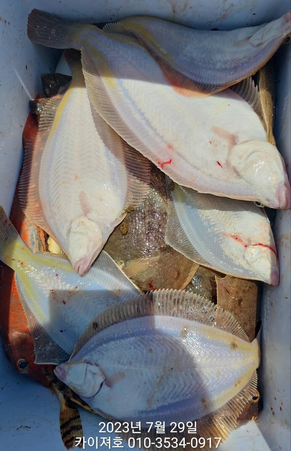29일오전 도다리가자미 좋네요 시즌종료 임박 (조황조행기 - 바다선상조황)